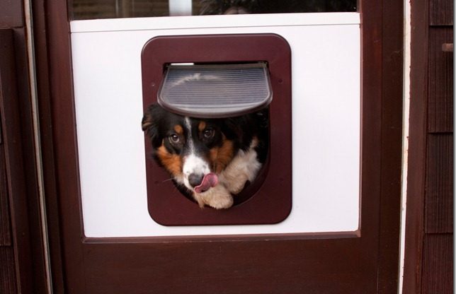 Katzenklappe